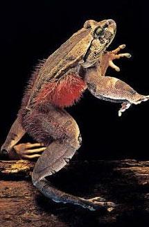 La rana peluda - Foros Perú